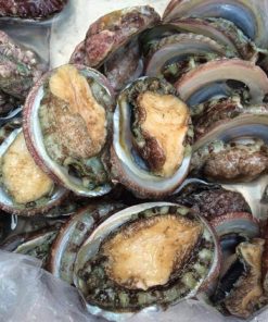 Bào Ngư Hàn Quốc (Sống)